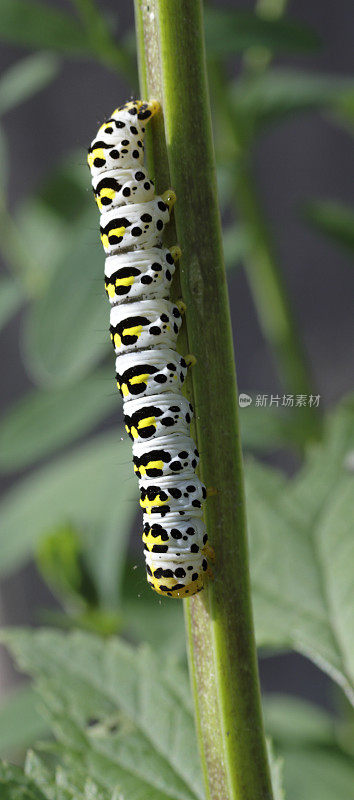 水Betony Moth (Cucullia scrophulariae)毛虫